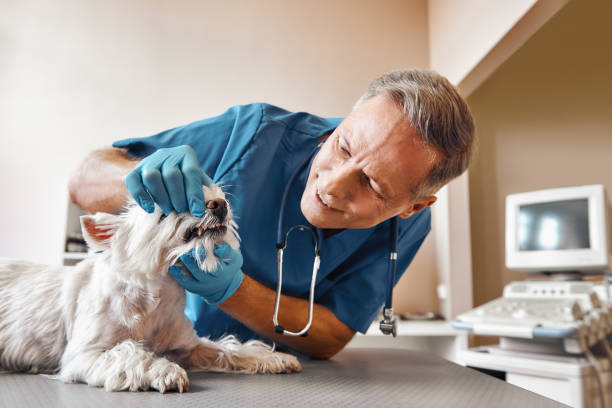 Best Weekend Emergency Dentist in South San Gabriel, CA